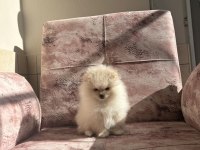 Kartopu pomeranian boo yavrumuz