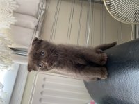 chocolate scottish fold