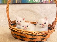 İDDİA EDİYORUM ÜLKEDEKİ EN İYİ İRAN KEDİSİ YAVRULAR