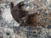 11 aylık erkek british shorthair sahiplendirme