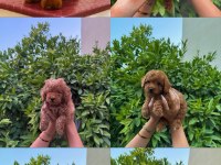KORE RED TOY POODLE YAVRULARIMIZ