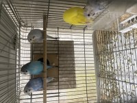 Komple muhabbet kuşu ve üretim seti