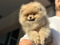 Ayı Surat Pomeranian Boo Yavruları