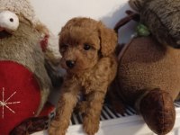 Toy poodle kendi köpeğim