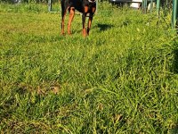 Bugün satılması lazım o yüzden çok uyguna gidecek doberman