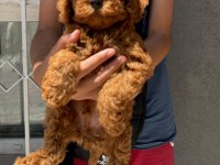 Kore teacup poodle