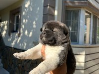 Amerikan Akita Yavru Köpekler