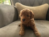 Safkan anne babadan koyu kahve toy poodle