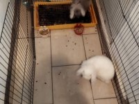 Evcil Hollanda Lop Tavşanları
