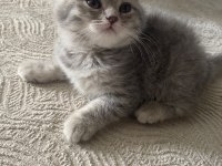 2 Aylık safkan british shorthair