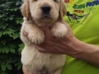 Eğitimli baby face golden retriever bebekleri