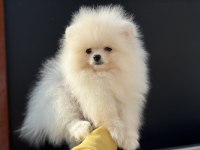 Ultra kalite gülen surat pomeranian boo yavrular
