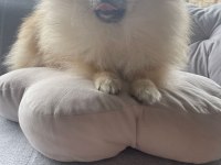 Pomeranian adım çiçek