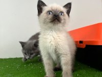 Irk Ve Sağlık Garantili British Shorthair Yavru