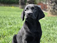 LABRADOR RETRİEVER YAVRULARI ISTANBUL