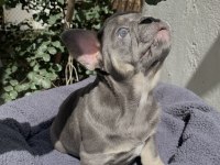 A kalite French Bulldog yavruları