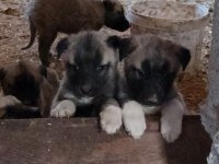 Sivasın has kangalları uygun