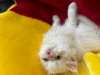 İRAN KEDİSİ BEBİŞ