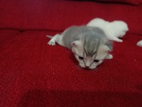 N11 british shorthair yavruları yuva arıyor