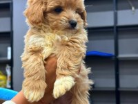 Tcup Maltipoo Red Yavrular
