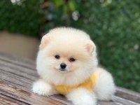 Yeni evlerine gitmeye hazır pomeranian yavruları