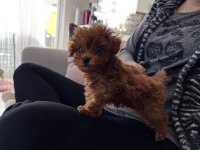 2 aylık yavru toy poodle
