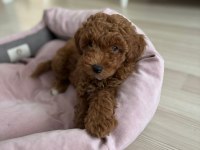 2 aylık 2 adet poodle erkek bebekler