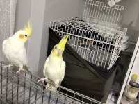 3 - 4 Aylık Bebek Sultan Papağanı