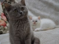 British shorthair yavrular