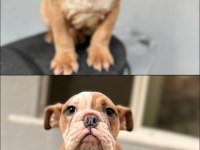 Exotic Erkek İngiliz Bulldog 3 ay yavru Full Aşılı