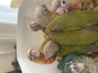 Her Renk Turkuaz Pineaple Cinnemon Greencheck Konur