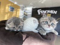ORJİNAL IRK YAVRU KEDİLER RENK RENK  ANKARA