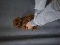BEBEK YÜZLÜ POODLE BEBEKLER