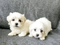 0 numara maltese terrier bebekler