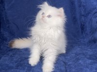 British Longhair Ny 33 Dişi