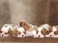 Cavalier king charles yavrular