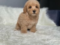 Orijinal Toy Boyut F1 Maltipoo