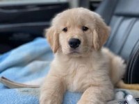 Renk renk golden retriever