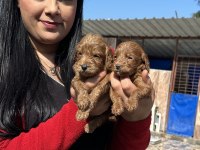 Sağlık ve ırk garantili maltipoo yavrularım