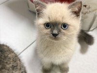 Blue Point 2 Aylık British Shorthair