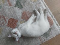 British shorthair yavrumuz ömürlük yuvasını arıyor