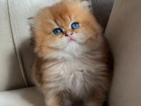 Longhair Golden yavrularımız yeni ailelerini bekliyor