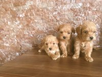 ORJİNAL BEBEK YÜZLÜ MALTİPOO YAVRULAR