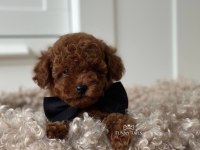 Toy Poodle Kg Garantili Yavrular Sıfır Numara