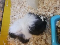 Guinea Pig Yavruları