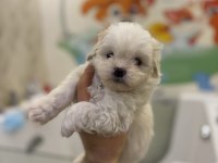 Maltese terrier yavrularımız yeni yuvalarını bekliyorlar