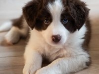 Çok iyi border collie yavruları istanbul