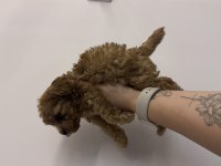 Kore kan Poodle bebekler