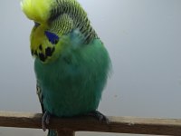 Show jumbo muhabbet kuşlarımız