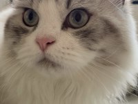 british longhair kediler